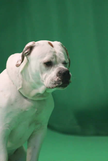 Zeke American Bulldog