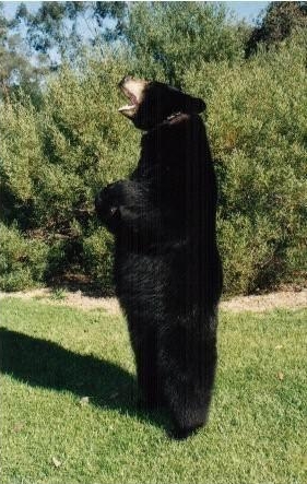 Bonkers Black Bear