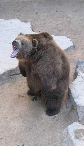 Whopper Bear